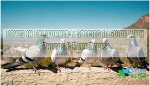 doves in california