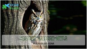 eastern screech-owls