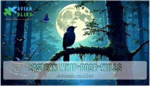 eastern whip-poor-wills eastern whip-poor-wills