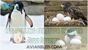 egg rolling behavior in other bird species
