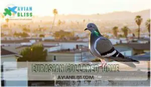 eurasian collared-dove