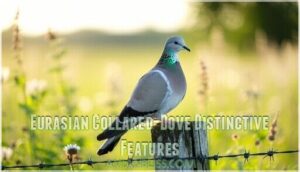 eurasian collared-dove distinctive features