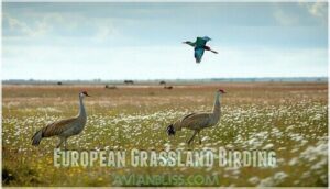 european grassland birding