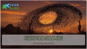 european starling
