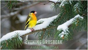evening grosbeak