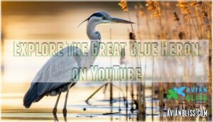 explore the great blue heron on youtube