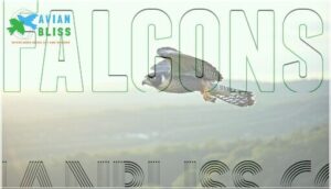 falcons