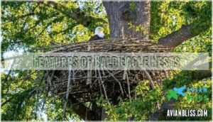 features of bald eagle nests