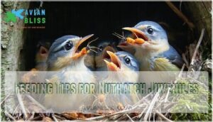 feeding tips for nuthatch juveniles