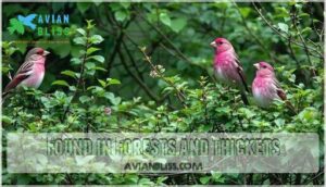 found in forests and thickets