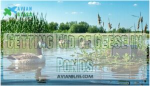 getting rid of geese in ponds