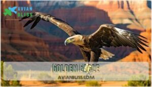 golden eagle
