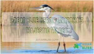 great blue heron: arizona's majestic wader