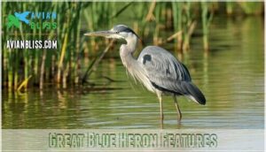great blue heron features
