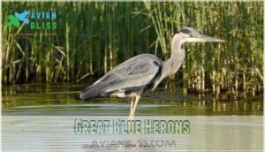 great blue herons