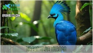 great blue turaco