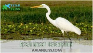 great egret description