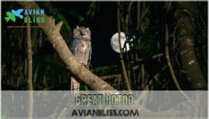 great potoo