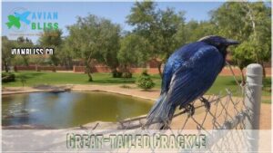 great-tailed grackle