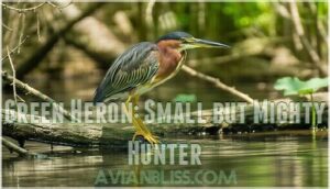 green heron: small but mighty hunter