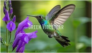 green violetear