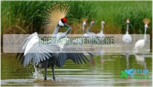 grey crowned crane