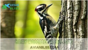 hairy woodpecker bill size