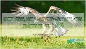 hawk