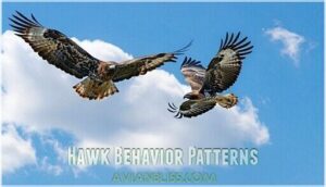 hawk behavior patterns