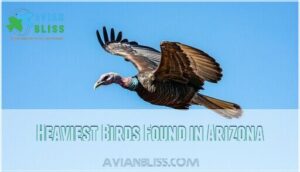 heaviest birds found in arizona