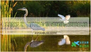 herons in arizona