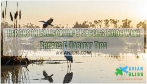 herons in california