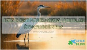 herons in north carolina