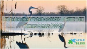 herons in pennsylvania