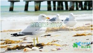 herring gulls