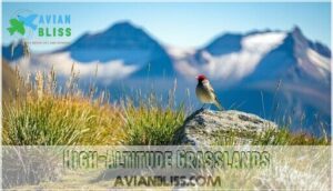 high-altitude grasslands