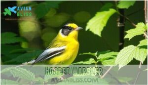 hooded warbler