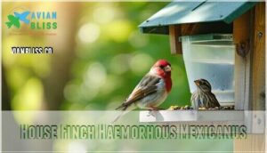 house finch haemorhous mexicanus