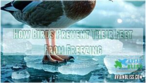 how birds prevent their feet from freezing