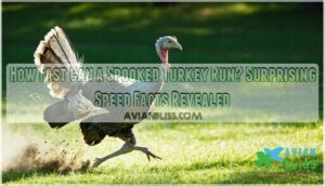how fast can a spooked turkey run