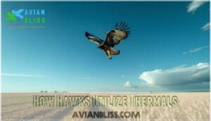 how hawks utilize thermals