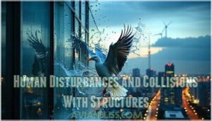 human disturbances and collisions with structures human disturbances and collisions with structures