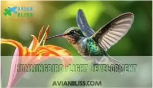 hummingbird flight development