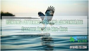 hunting patterns: ospreys concentrate efforts during mid-tide