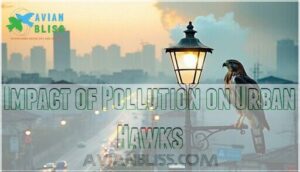impact of pollution on urban hawks