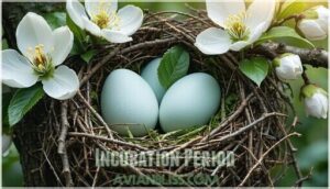 incubation period