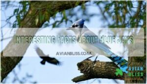 interesting facts about blue jays