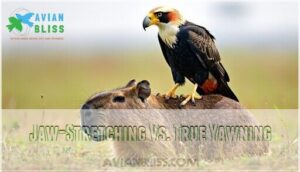 jaw-stretching vs. true yawning