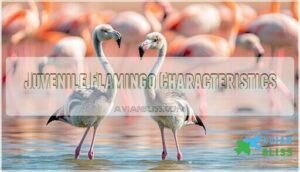 juvenile flamingo characteristics