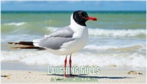 laughing gulls